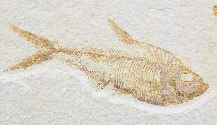 Detailed Diplomystus Fish Fossil From Wyoming #22303